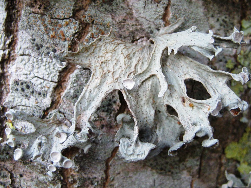 Alcuni pi� Ramalina